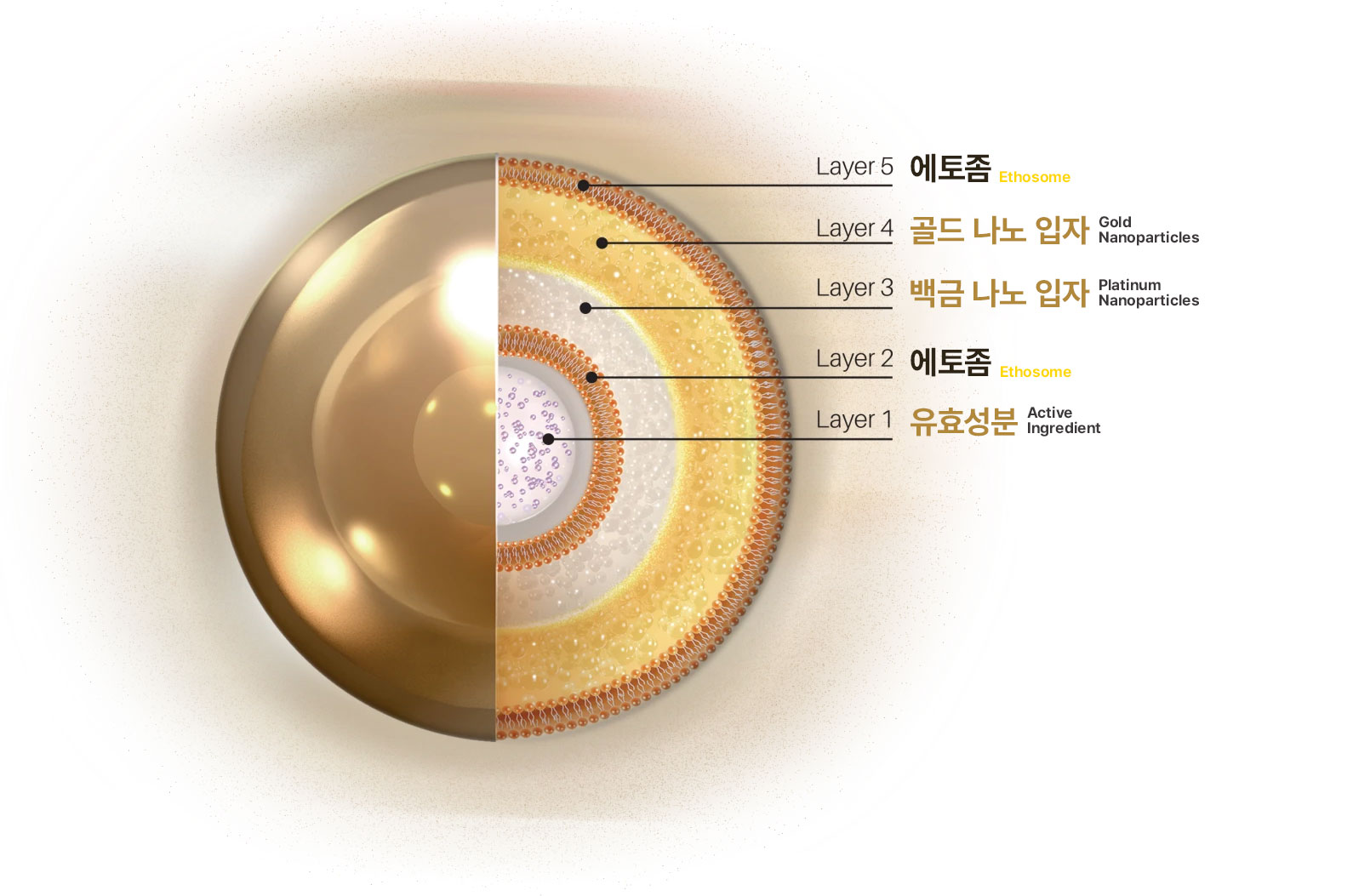 에토좀PTT구조